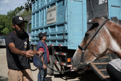 São Gonçalo segue com credenciamento aberto para doação de animais de grande porte