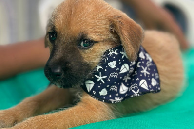 Prefeitura de Saquarema realizará mais uma Campanha de Adoção Responsável de Animais em Bacaxá