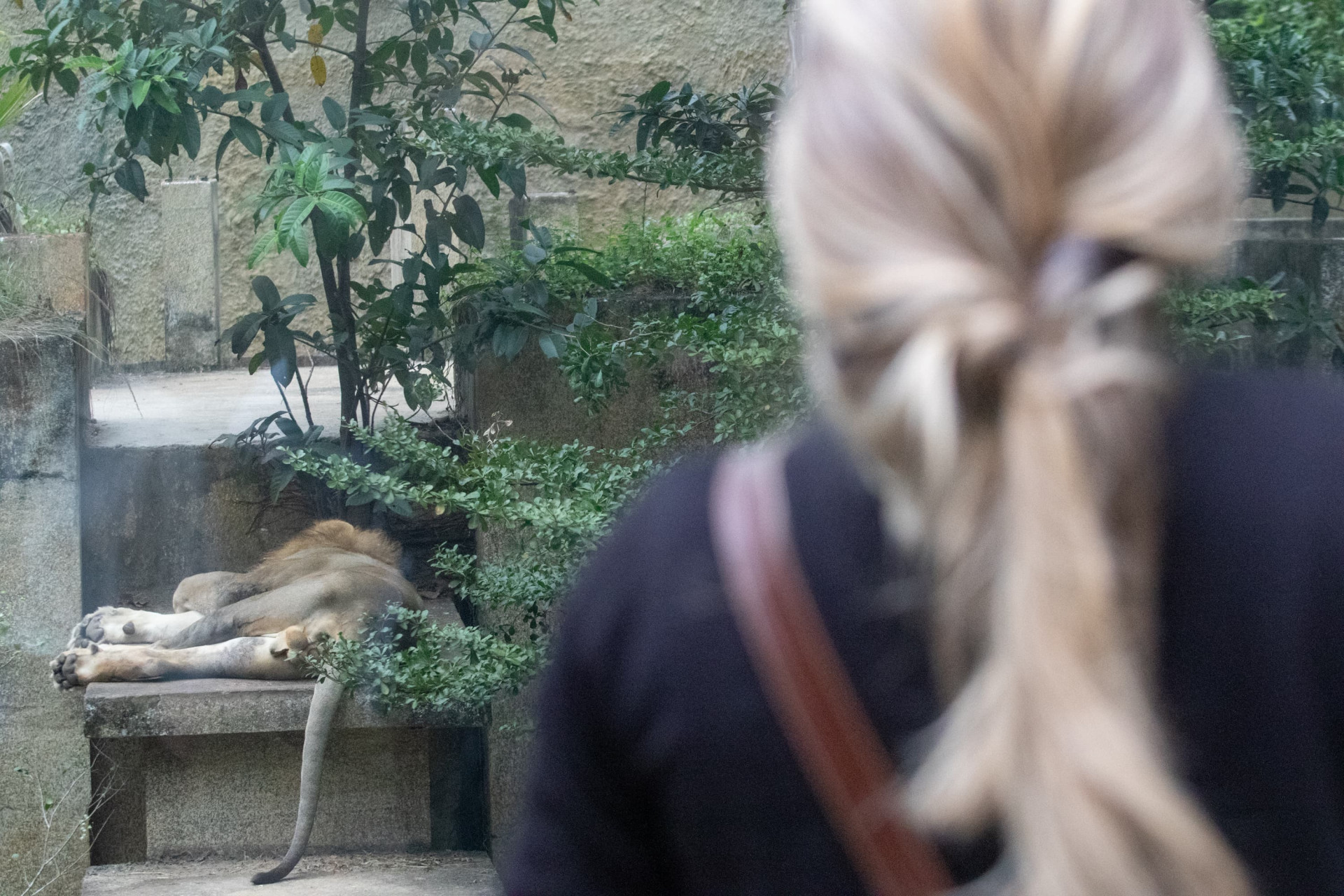 Público retorna ao BioParque após período de fechamento do espaço - Érica Martin/Agência O Dia
