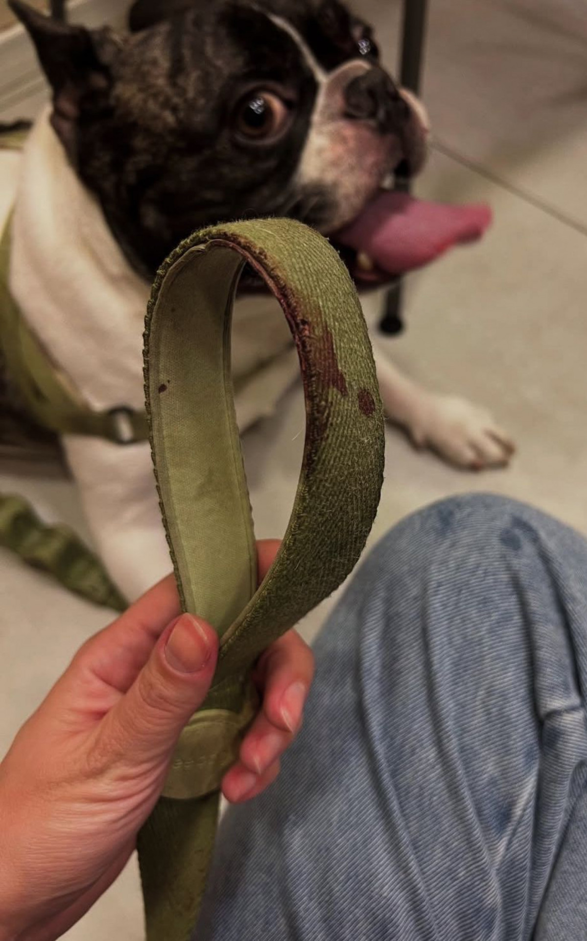 Coleira do Barth&ocirc; ficou manchada por sangue - Reprodu&ccedil;&atilde;o / Redes sociais