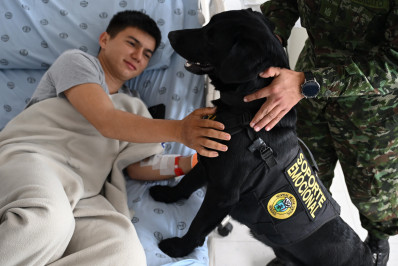 Cães terapeutas ajudam soldados feridos em hospital da Colômbia