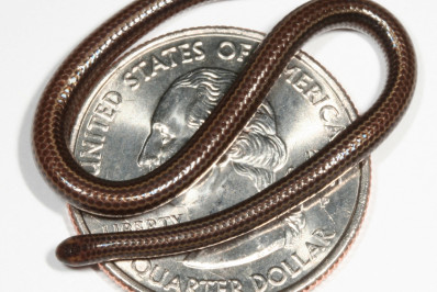 Menor cobra do mundo reaparece em Barbados