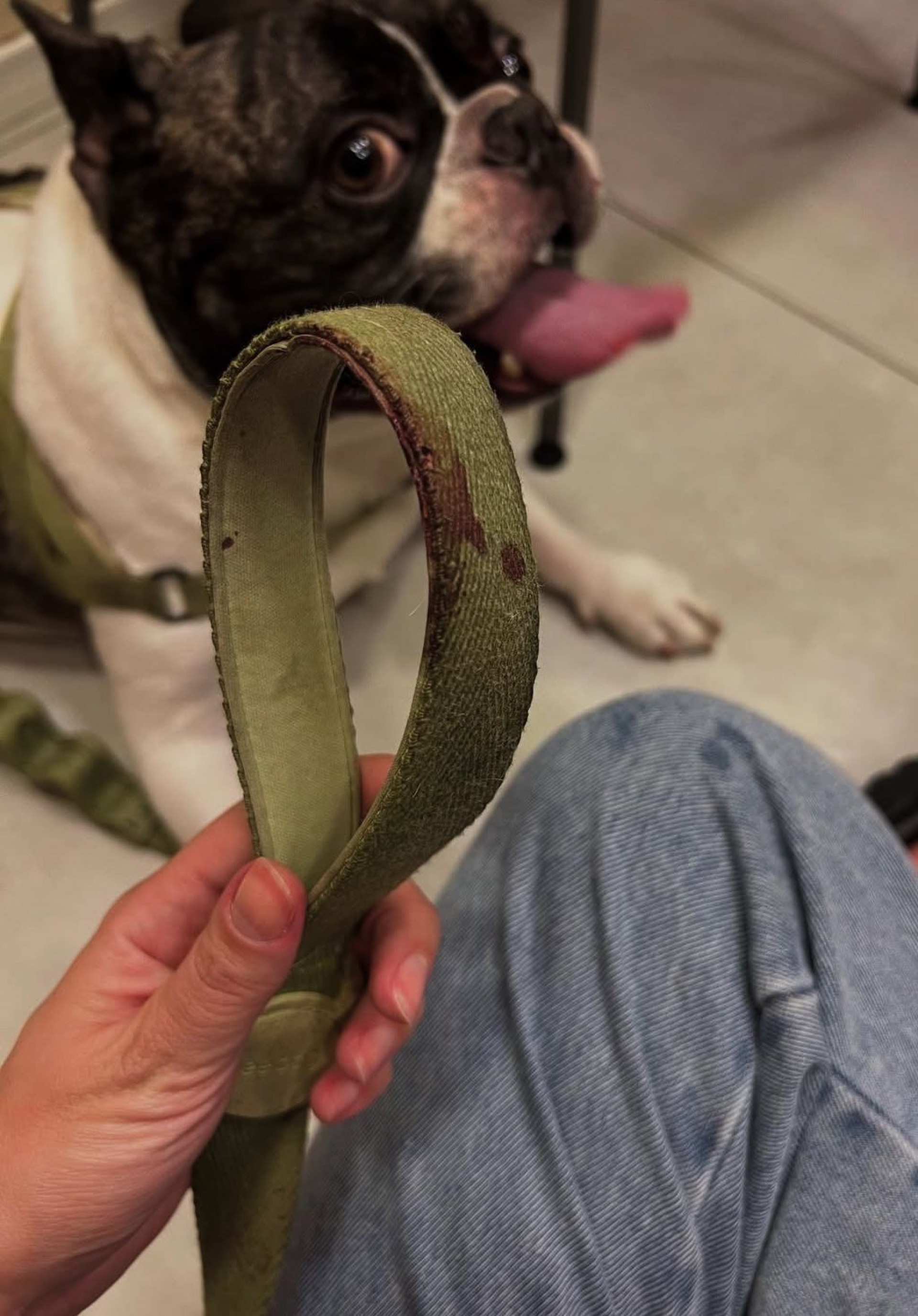 Coleira do Barthô ficou manchada por sangue