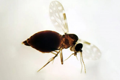 Antes restrita à Amazônia, febre Oropouche se espalha pelo país