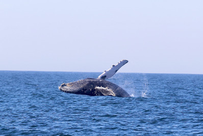 Niterói recebe a segunda temporada de observação de baleias
