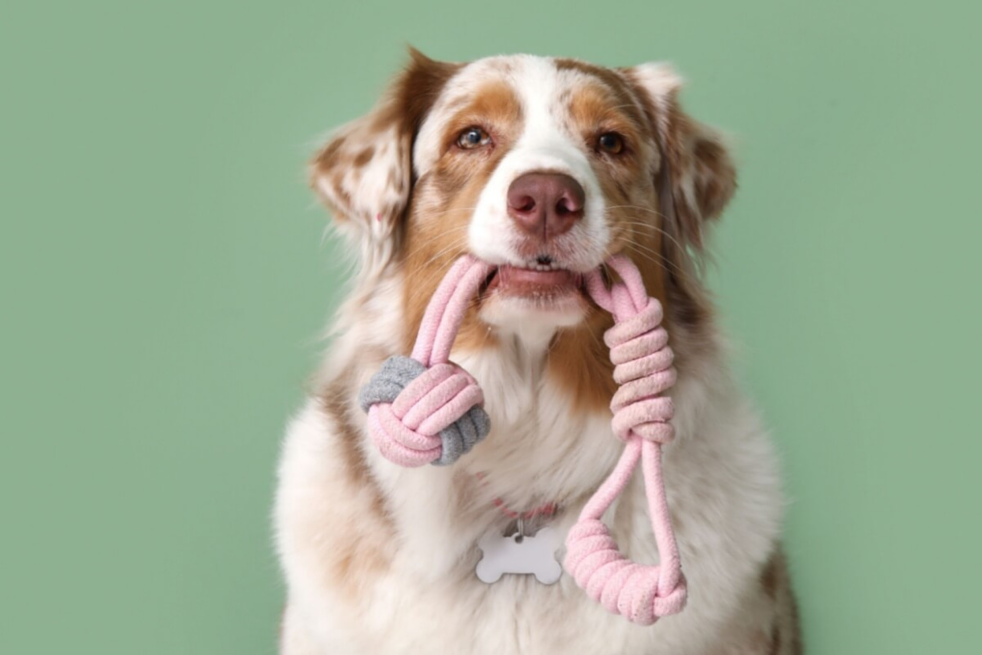 Alguns nomes s&atilde;o ideais para cachorros com muita energia (Imagem: Pixel-Shot | Shutterstock)