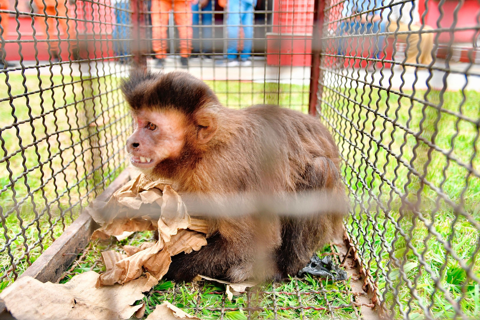 O macaco-prego foi capturado ap&oacute;s invadir e destruir alguns objetos em uma resid&ecirc;ncia   - Jeovani Campos / PMBR