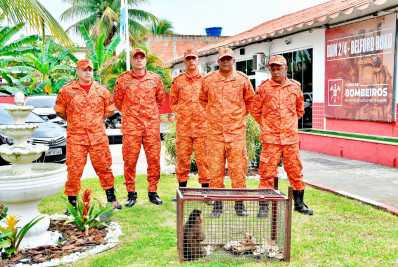 Macaco-prego e jiboia foram resgatados pelo Corpo de Bombeiros em Belford Roxo