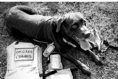 Guapo, cão de resgate que atuou em Brumadinho e nas chuvas de Petrópolis, morre no RS