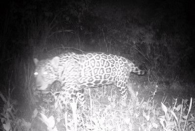 Onça-pintada é vista no Rio depois de 50 anos sem registros da espécie