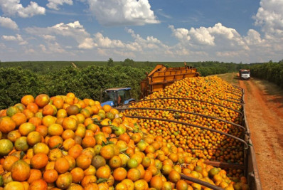 Tarifa de 50% dos EUA pode causar prejuízo de até US$ 792 milhões ao suco de laranja brasileiro