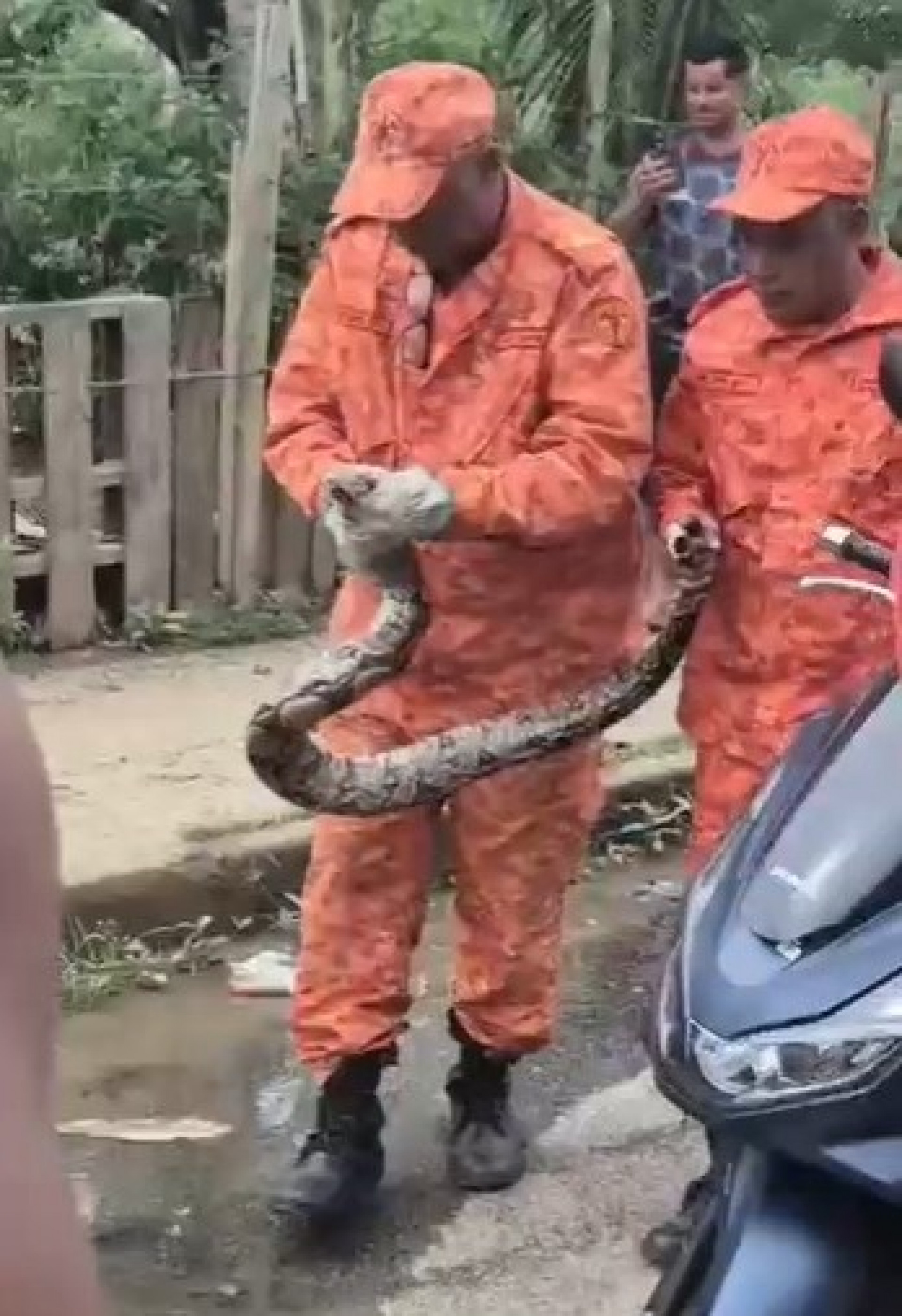 Os bombeiros militares resgataram uma jiboia &agrave;s margens do Rio Botas, na altura do bairro Heli&oacute;polis - Jeovani Campos / PMBR