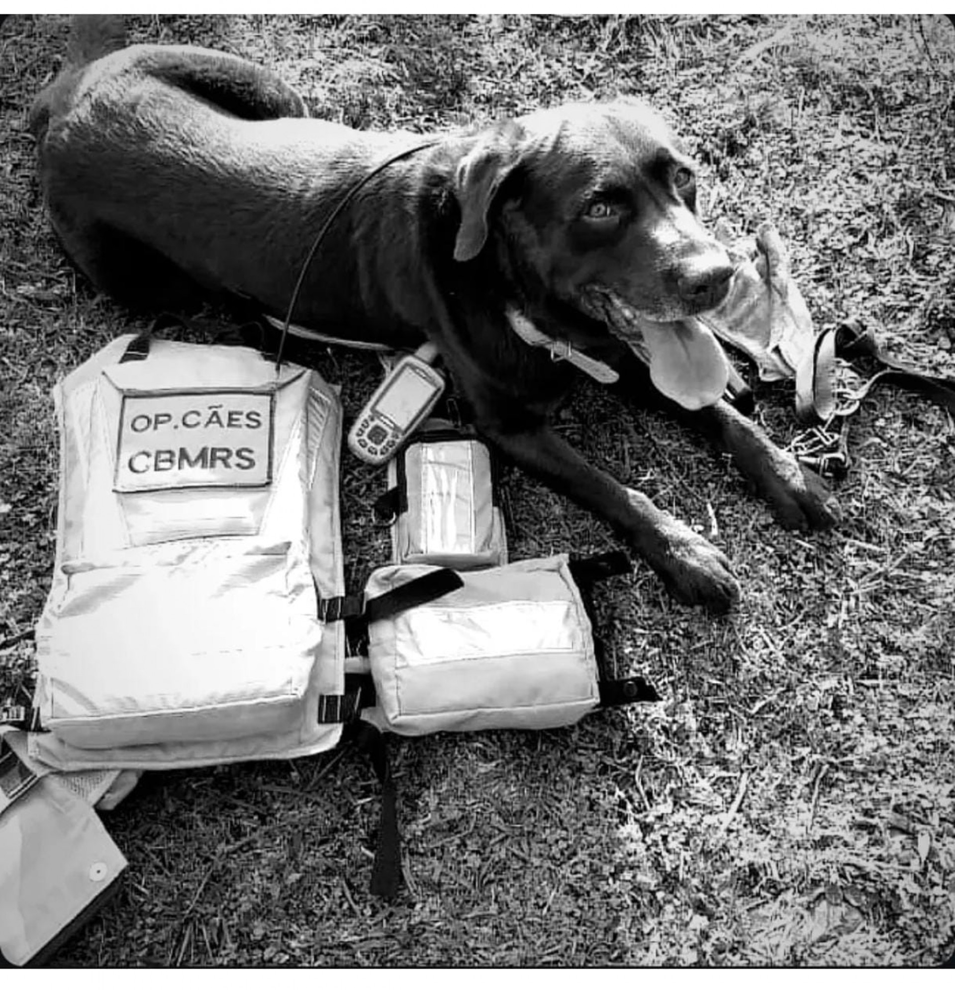 Guapo estava aposentado h&aacute; um ano e prestava servi&ccedil;o como c&atilde;o terapeuta em uma cl&iacute;nica de cinoterapia  - Reprodu&ccedil;&atilde;o / Corpo de Bombeiros