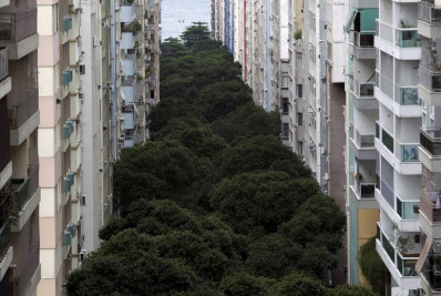 Conjunto de árvores da Rua Santa Clara, em Copacabana, é tombado