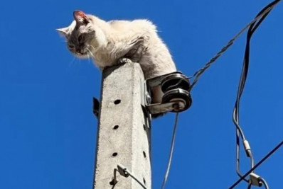 Olha o gato! Caxias, São Gonçalo, Araruama, Cabo Frio e Angra lideram o ranking da luz furtada