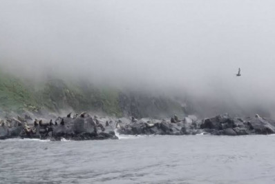 Vídeo: Leões-marinhos tentam se salvar enquanto penhascos desabam durante terremoto na Rússia