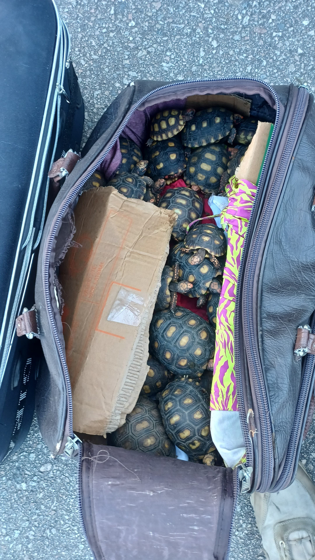 Filhotes de jabuti encontrados em malas no bagageiro de ônibus durante fiscalização da PRF - Divulgação / PRF