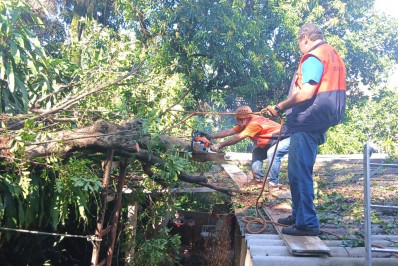Defesa Civil de Belford Roxo retira árvore que caiu no Parque São José