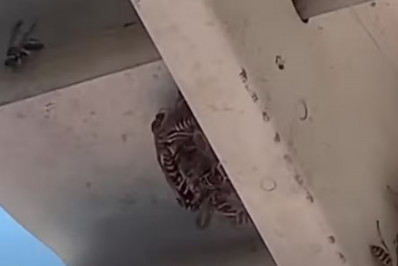 Trabalhadores encontram ninho radioativo em antiga fábrica de bombas nucleares nos EUA