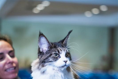 Gratuito! Rio recebe maior exposição de gatos das Américas