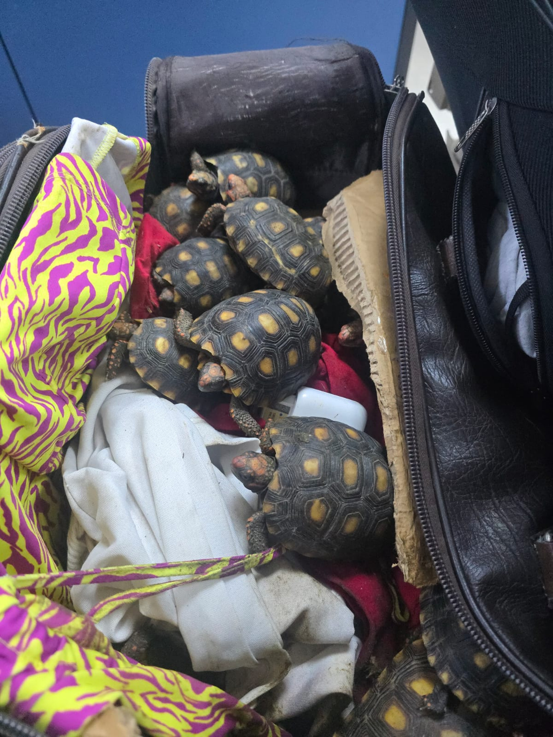 Filhotes de jabuti encontrados em malas no bagageiro de ônibus durante fiscalização da PRF - Divulgação / PRF