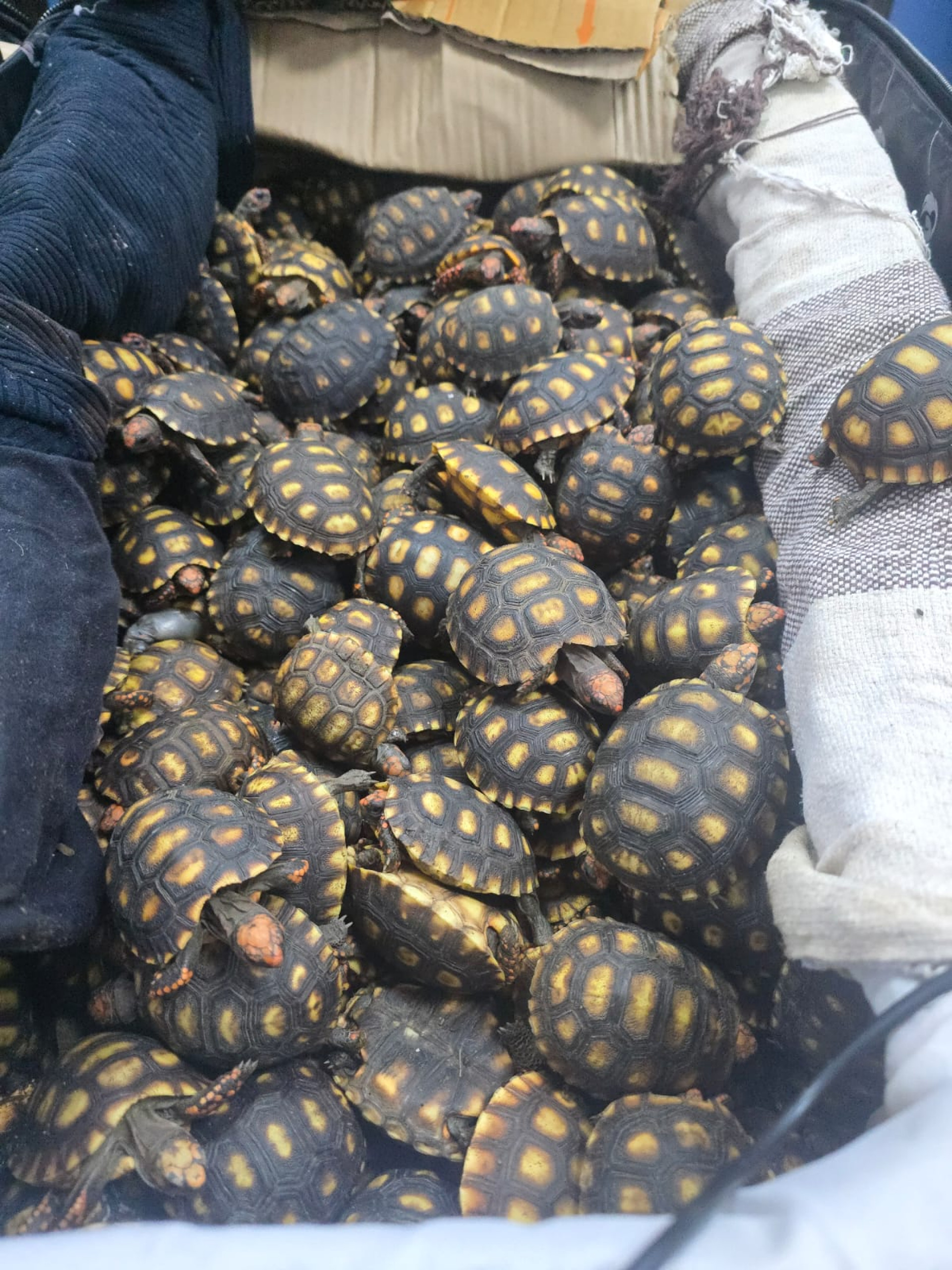 Filhotes de jabuti encontrados em malas no bagageiro de ônibus durante fiscalização da PRF - Divulgação / PRF