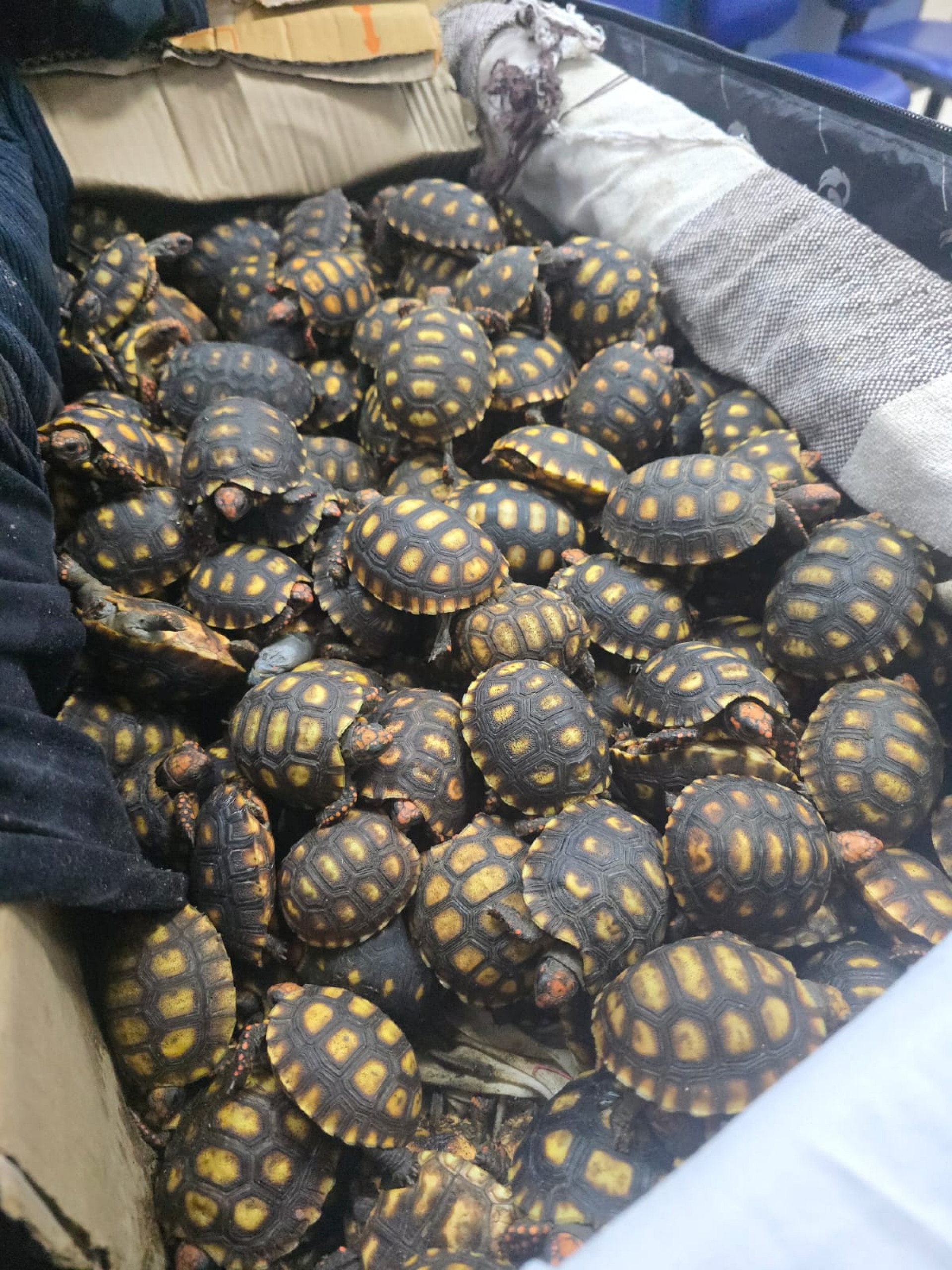 Filhotes de jabuti encontrados em malas no bagageiro de ônibus durante fiscalização da PRF - Divulgação / PRF