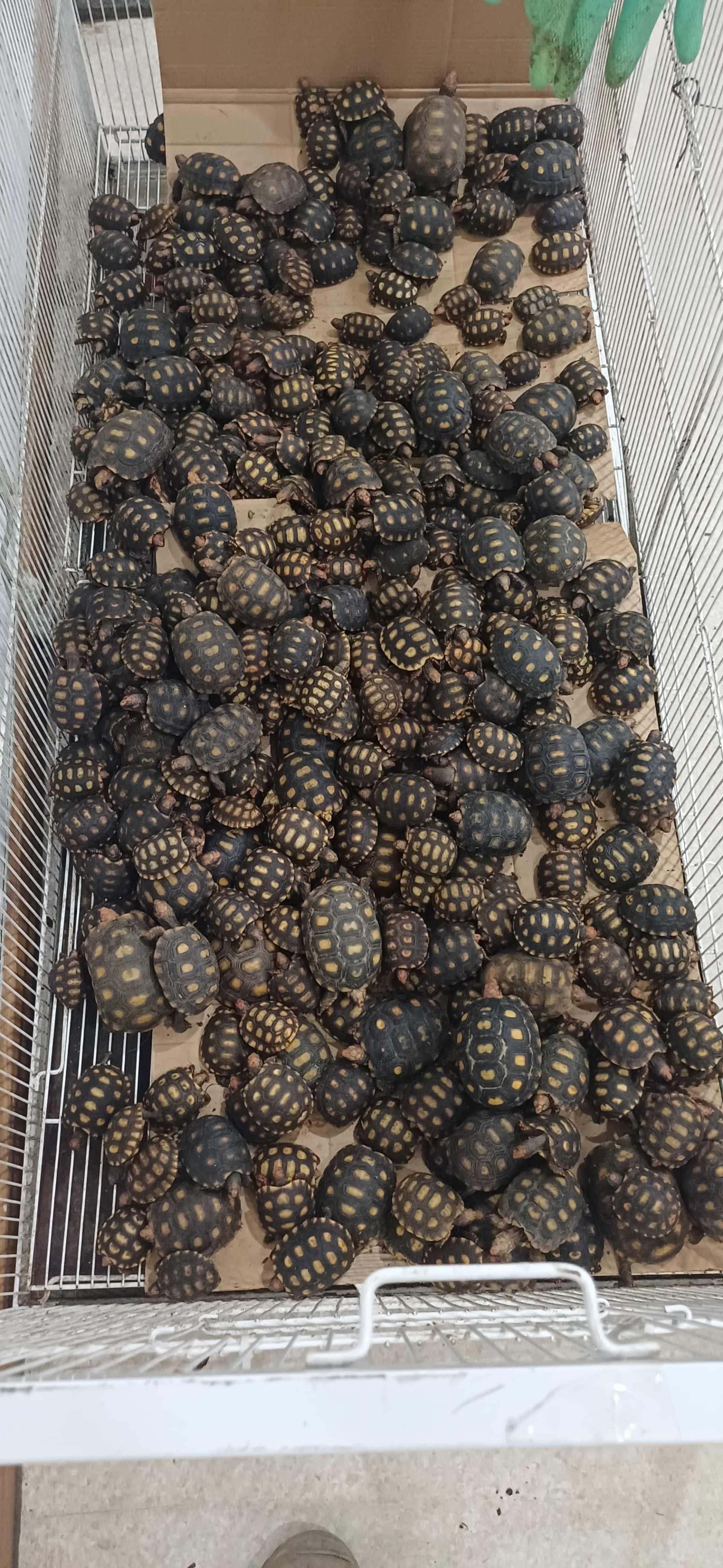 Filhotes de jabuti encontrados em malas no bagageiro de ônibus durante fiscalização da PRF - Divulgação / PRF