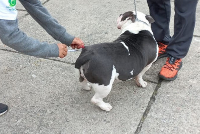 Prefeitura promove mais uma etapa de vacinação antirrábica neste sábado (02/08)