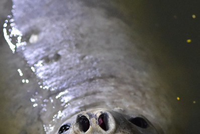 Elefante-marinho é monitorado após circular por diferentes praias de Niterói