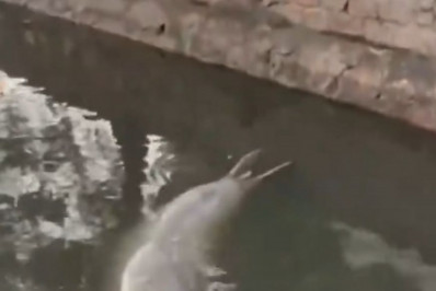 Elefante-marinho em canal de Niterói chama atenção e reforça alerta na costa