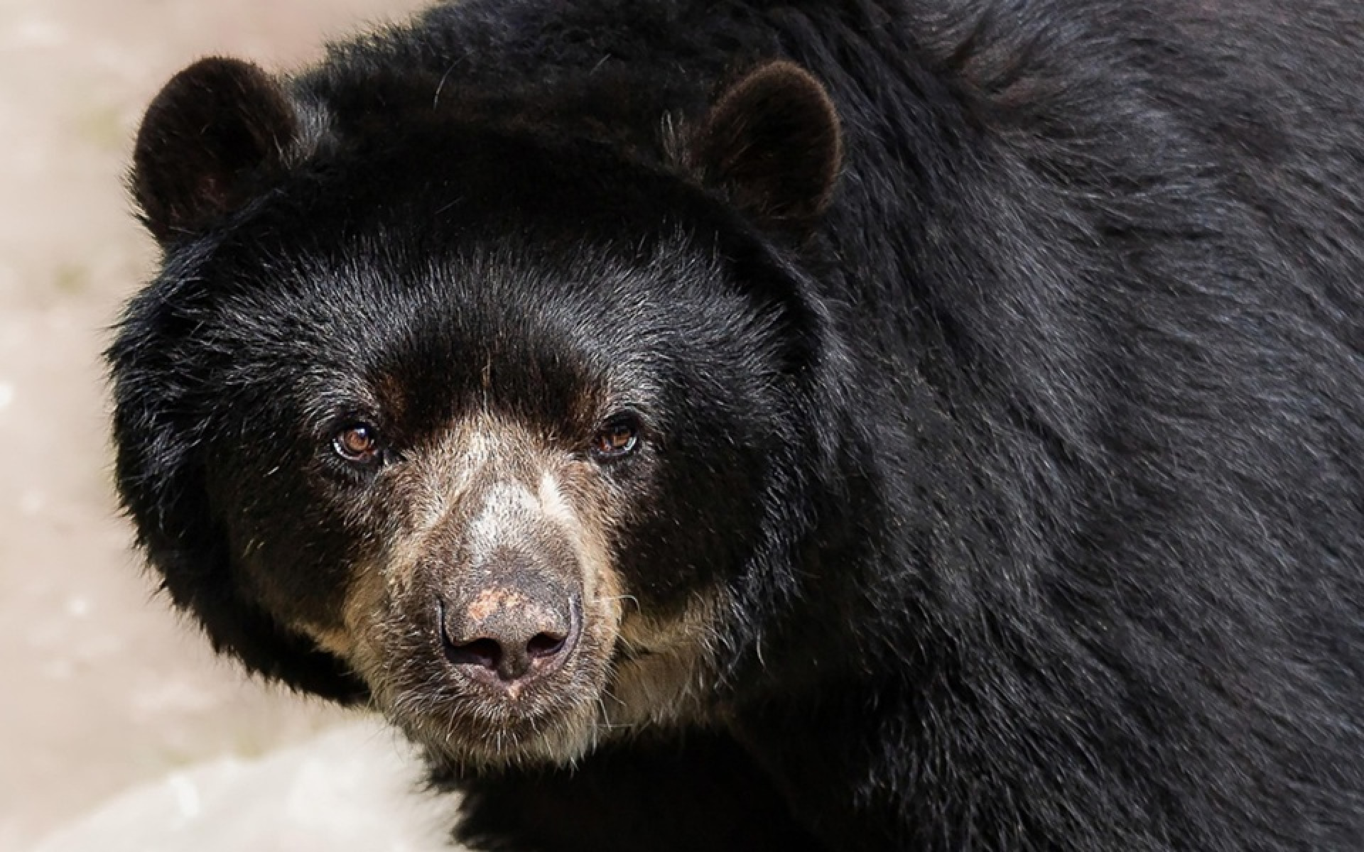 Japão confirma primeira morte por ataque de urso no ano