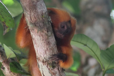 Dia do Mico-Leão-Dourado reforça importância do parque natural em Tamoios, distrito de Cabo Frio