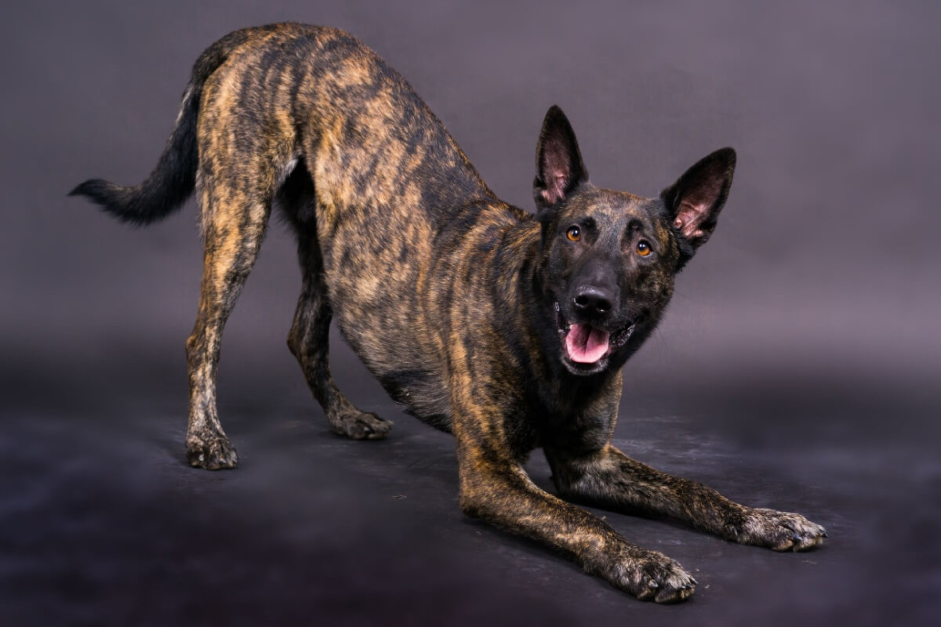 O pastor holand&ecirc;s se destaca como uma das ra&ccedil;as mais completas entre os c&atilde;es pastores (Imagem: Ivan Zelenin | Shutterstock)