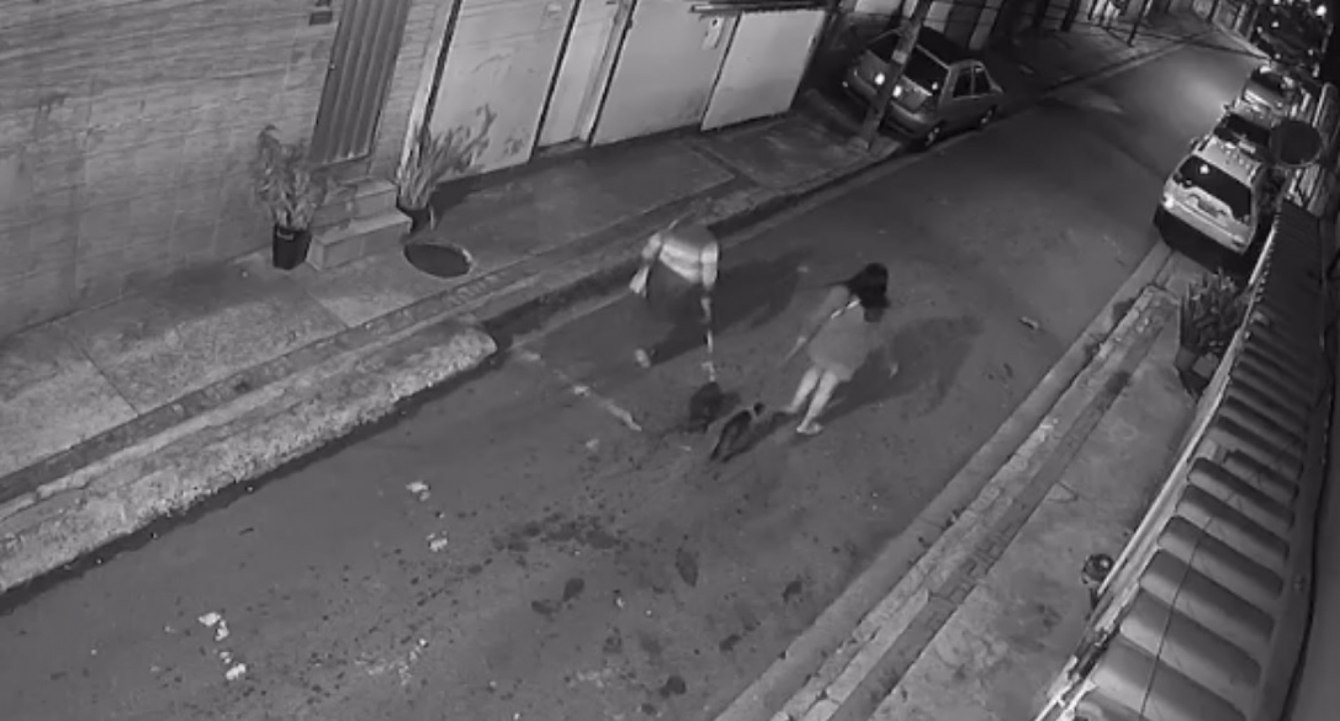 Mulheres andavam com as cadelas nas coleiras, antes de soltá-las - Reprodução / ONG Bichinho Feliz