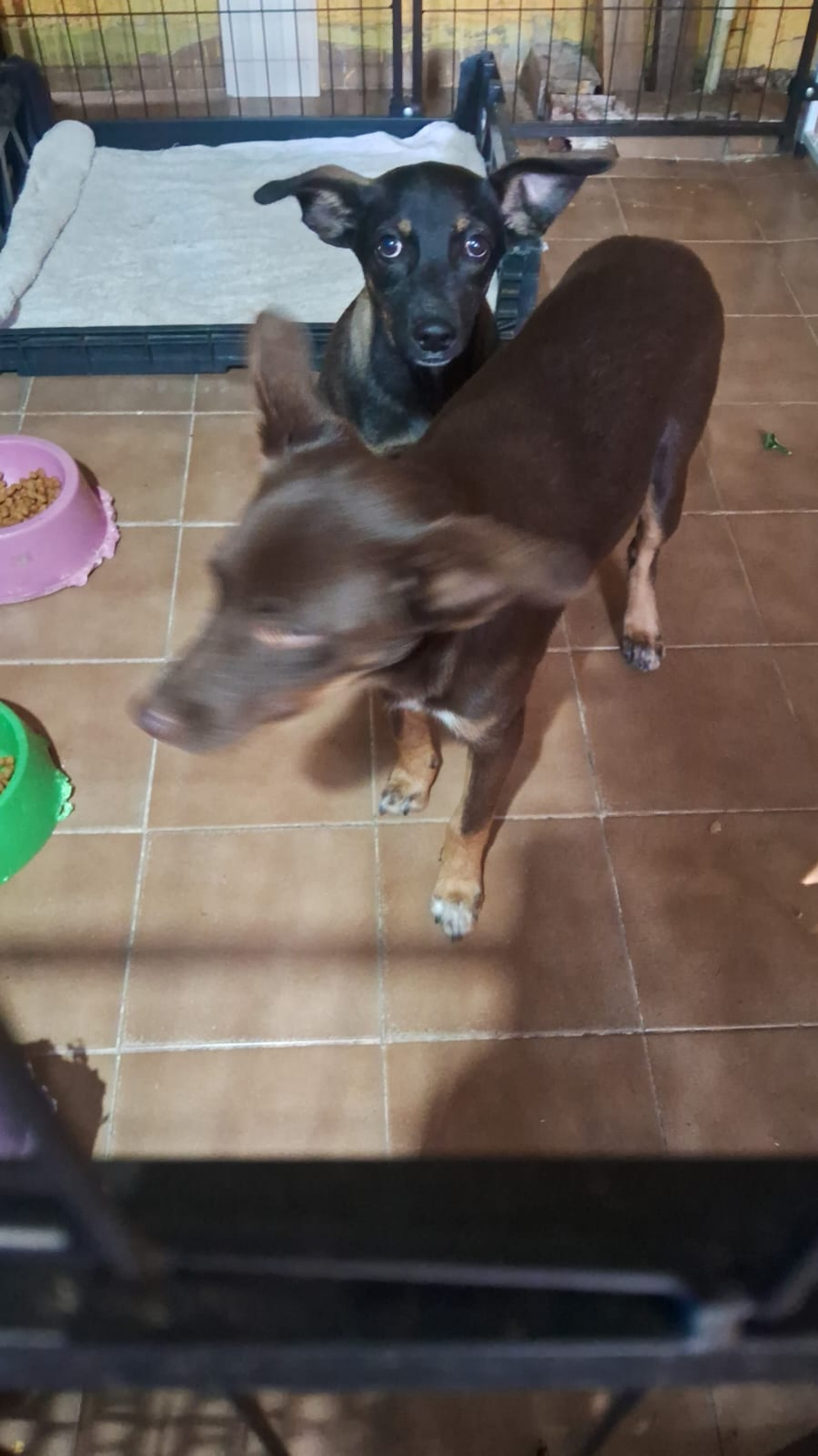 Cadelas foram batizadas de Pandora e Milk - Reprodução / ONG Bichinho Feliz