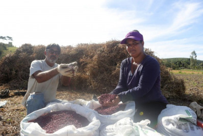 Feijão brota forte em Rio das Ostras e agricultores projetam safra de 7,5 toneladas