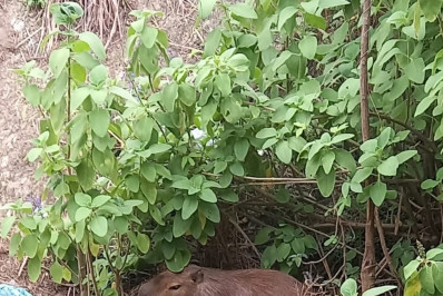 Capivara resgatada pela Guarda Municipal foi reintegrada em área de Proteção Ambiental