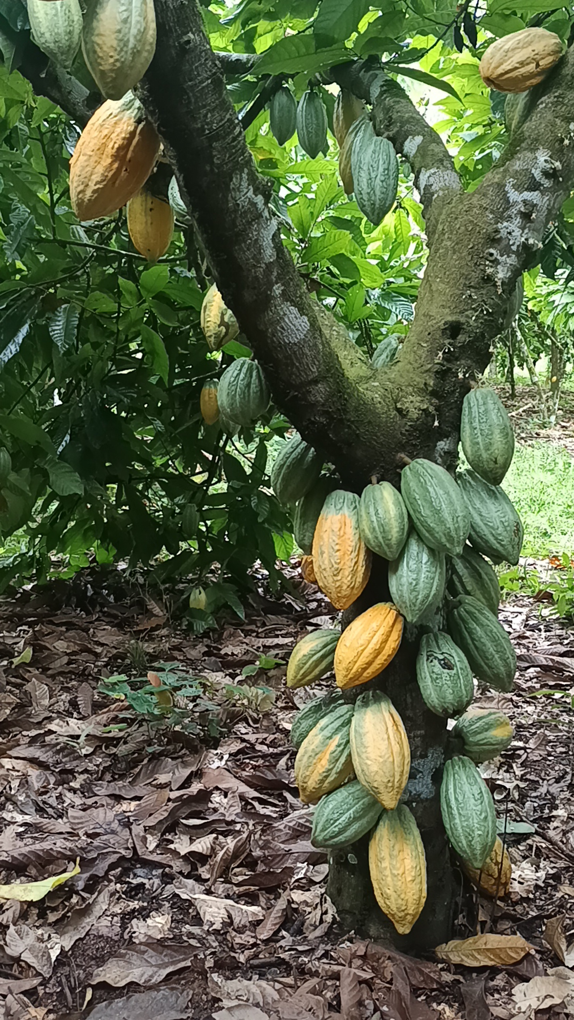 Produção de cacau no Pará