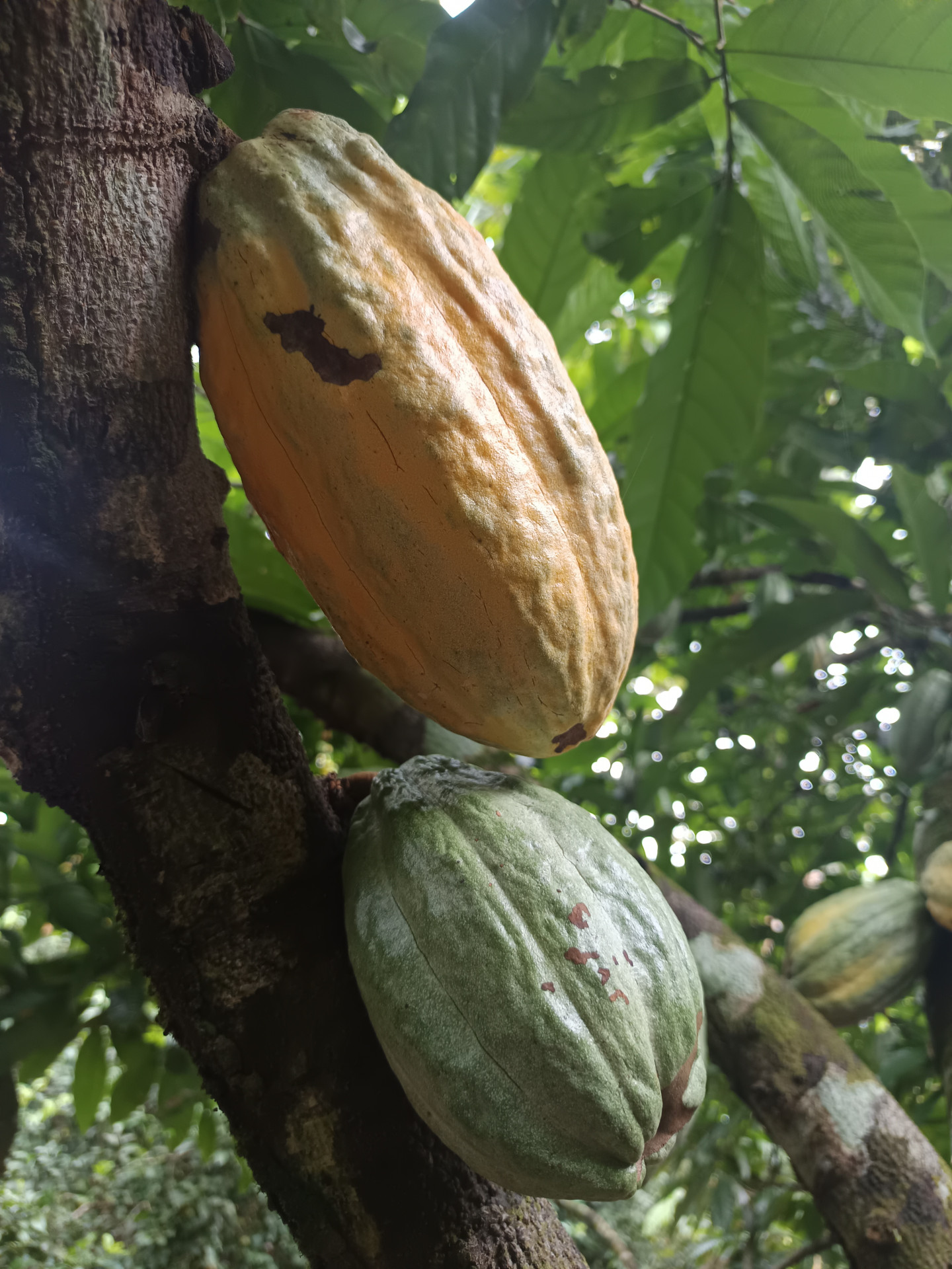 Produção de cacau no Pará