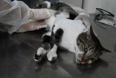 Niterói oferece tratamento gratuito contra fungo que atinge gatos