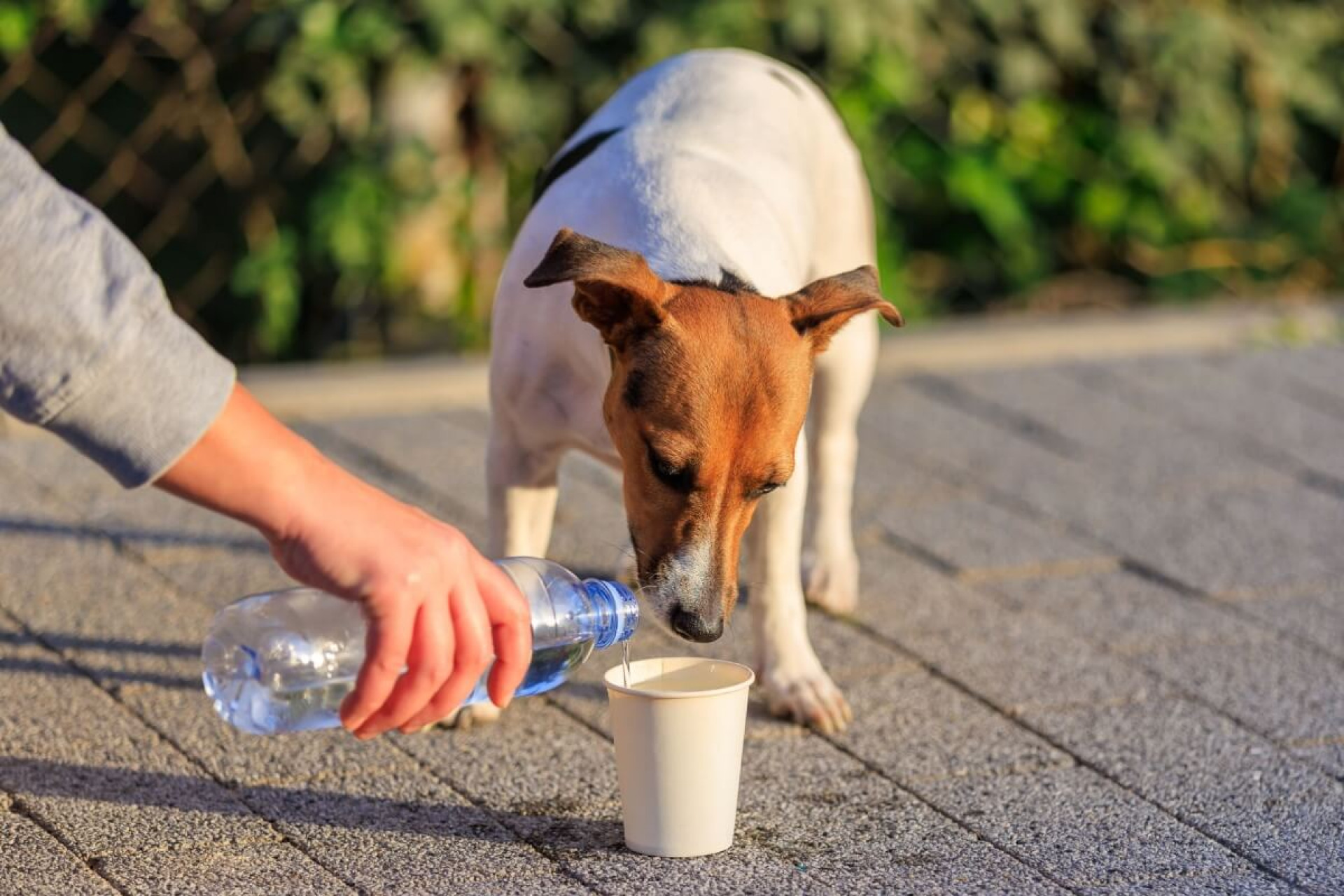 Pequenas a&ccedil;&otilde;es fazem toda diferen&ccedil;a na vida de animais indefesos (Imagem: 
Gagarin Iurii | Shutterstock)
