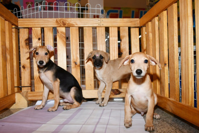 Nova Iguaçu realiza a 19ª Feira Municipal de Adoção de Animais