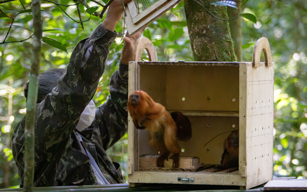 Animais foram soltos em área preservada de Mata Atlântica em Macaé