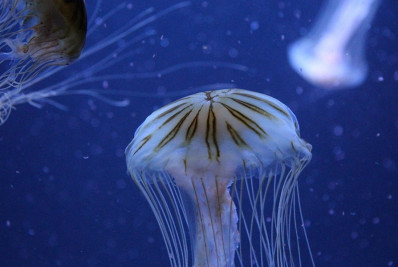 Maior usina nuclear da França é paralisada pela presença de águas-vivas; entenda