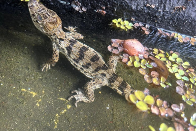 São Gonçalo amplia esforços pela fauna silvestre e resgata 65 animais em julho