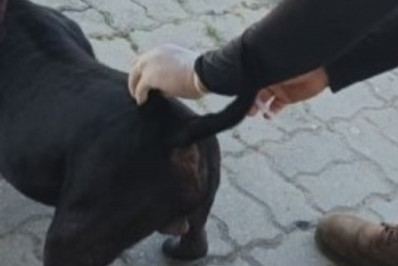 Vacinação contra a raiva em cão e gato garantida pelo NCZ em vários pontos