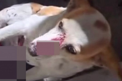 ONG resgata cachorro baleado em operação na Cidade de Deus