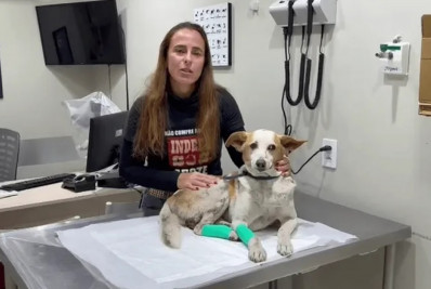 Cãozinho baleado na Cidade de Deus está debilitado e vai precisar de lar temporário