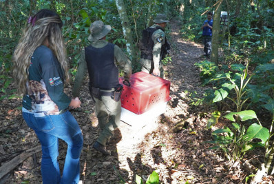 São Gonçalo realiza soltura de cachorro-do-mato em seu habitat natural